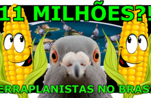 11 Milhões de Pombos no Brasil?!