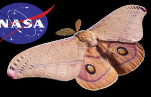 Vandeko Processador Maluco em: A Mariposa de Estimação da NASA