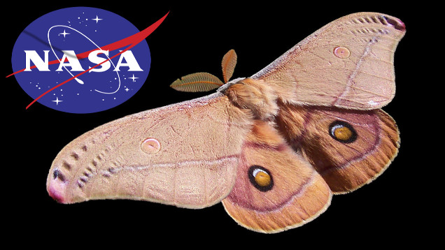Vandeko Processador Maluco em: A Mariposa de Estimação da NASA