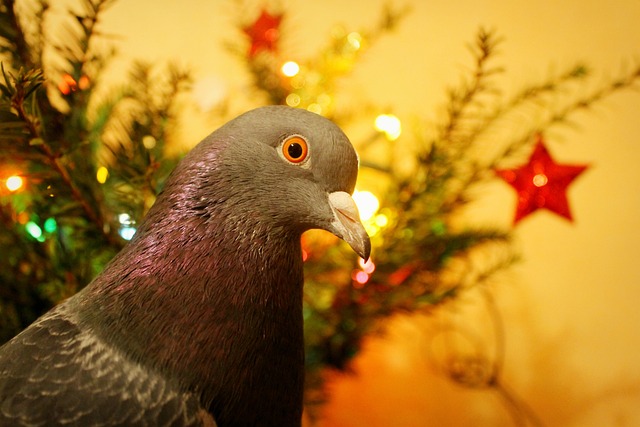 Jingle Bells  – Feliz Natal dos Pombos