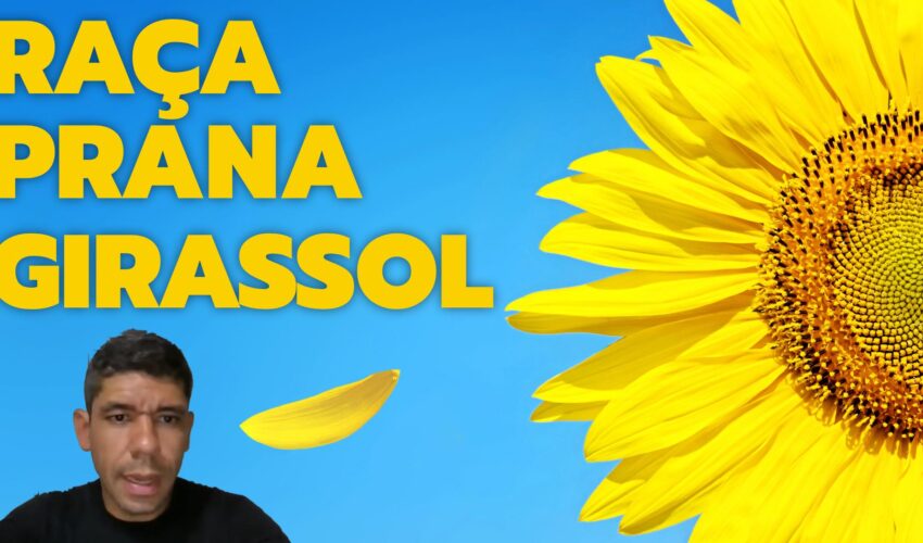 Raça Prana – Girassol (Clipe Oficial)